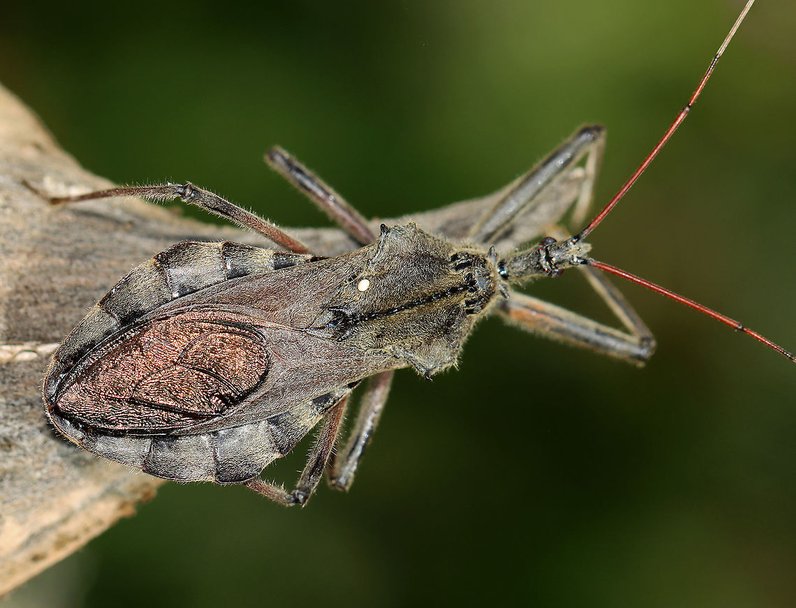 Wheel Bug - Arilus cristatus *This shot shows a small, white egg that someone laid on this bug&#039;s back!<br />
<br />
I was inspecting the milkweed pods when this bug surprised me. It was about 4 cm long! These bugs bite, and their bite is said to be more painful than a bee/wasp sting.<br />
<br />
Habitat: Poised on milkweed; meadow<br />
<figure class="photo"><a href="https://www.jungledragon.com/image/121998/wheel_bug_-_arilus_cristatus.html" title="Wheel Bug - Arilus cristatus"><img src="https://s3.amazonaws.com/media.jungledragon.com/images/3232/121998_thumb.jpg?AWSAccessKeyId=05GMT0V3GWVNE7GGM1R2&Expires=1767225610&Signature=zbYBKdBM02EHM9idJ9OvIfb2M20%3D" width="200" height="152" alt="Wheel Bug - Arilus cristatus I was inspecting the milkweed pods when this bug surprised me. It was about 4 cm long! These bugs bite, and their bite is said to be more painful than a bee/wasp sting.<br />
<br />
Habitat: Poised on milkweed; meadow<br />
https://www.jungledragon.com/image/121998/wheel_bug_-_arilus_cristatus.html<br />
https://www.jungledragon.com/image/122000/wheel_bug_-_arilus_cristatus.html<br />
https://www.jungledragon.com/image/121999/wheel_bug_-_arilus_cristatus.html Arilus,Arilus cristatus,Geotagged,Reduviidae,Summer,United States,Wheel bug,bug,pronotal armor,true bug" /></a></figure><br />
<figure class="photo"><a href="https://www.jungledragon.com/image/122000/wheel_bug_-_arilus_cristatus.html" title="Wheel Bug - Arilus cristatus"><img src="https://s3.amazonaws.com/media.jungledragon.com/images/3232/122000_thumb.jpg?AWSAccessKeyId=05GMT0V3GWVNE7GGM1R2&Expires=1767225610&Signature=E%2Flus0QA8PFk%2BWuiQjo8miPygCs%3D" width="200" height="154" alt="Wheel Bug - Arilus cristatus *This shot shows a small, white egg that someone laid on this bug&#039;s back!<br />
<br />
I was inspecting the milkweed pods when this bug surprised me. It was about 4 cm long! These bugs bite, and their bite is said to be more painful than a bee/wasp sting.<br />
<br />
Habitat: Poised on milkweed; meadow<br />
https://www.jungledragon.com/image/121998/wheel_bug_-_arilus_cristatus.html<br />
https://www.jungledragon.com/image/122000/wheel_bug_-_arilus_cristatus.html<br />
https://www.jungledragon.com/image/121999/wheel_bug_-_arilus_cristatus.html Arilus cristatus,Geotagged,Summer,United States,Wheel bug" /></a></figure><br />
<figure class="photo"><a href="https://www.jungledragon.com/image/121999/wheel_bug_-_arilus_cristatus.html" title="Wheel Bug - Arilus cristatus"><img src="https://s3.amazonaws.com/media.jungledragon.com/images/3232/121999_thumb.jpg?AWSAccessKeyId=05GMT0V3GWVNE7GGM1R2&Expires=1767225610&Signature=C7%2BztZ3SrkvwkL%2Fu7R07l8FXu5I%3D" width="200" height="156" alt="Wheel Bug - Arilus cristatus I was inspecting the milkweed pods when this bug surprised me. It was about 4 cm long! These bugs bite, and their bite is said to be more painful than a bee/wasp sting.<br />
<br />
Habitat: Poised on milkweed; meadow<br />
https://www.jungledragon.com/image/121998/wheel_bug_-_arilus_cristatus.html<br />
https://www.jungledragon.com/image/122000/wheel_bug_-_arilus_cristatus.html<br />
https://www.jungledragon.com/image/121999/wheel_bug_-_arilus_cristatus.html Arilus,Arilus cristatus,Geotagged,Reduviidae,Summer,United States,Wheel bug,bug" /></a></figure> Arilus cristatus,Geotagged,Summer,United States,Wheel bug