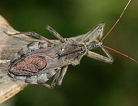 Wheel Bug - Arilus cristatus *This shot shows a small, white egg that someone laid on this bug's back!<br />
<br />
I was inspecting the milkweed pods when this bug surprised me. It was about 4 cm long! These bugs bite, and their bite is said to be more painful than a bee/wasp sting.<br />
<br />
Habitat: Poised on milkweed; meadow<br />
https://www.jungledragon.com/image/121998/wheel_bug_-_arilus_cristatus.html<br />
https://www.jungledragon.com/image/122000/wheel_bug_-_arilus_cristatus.html<br />
https://www.jungledragon.com/image/121999/wheel_bug_-_arilus_cristatus.html Arilus cristatus,Geotagged,Summer,United States,Wheel bug