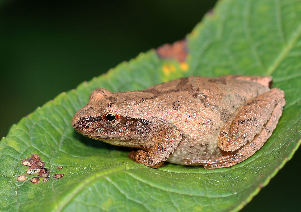 Spring Peeper - Pseudacris crucifer Habitat: Sitting on a low leaf; Garden<br />
<figure class="photo"><a href="https://www.jungledragon.com/image/122002/spring_peeper_-_pseudacris_crucifer.html" title="Spring Peeper - Pseudacris crucifer"><img src="https://s3.amazonaws.com/media.jungledragon.com/images/3232/122002_thumb.jpg?AWSAccessKeyId=05GMT0V3GWVNE7GGM1R2&Expires=1759968010&Signature=aLlrcXxsbfIBDV7VTLYMe7sZkqM%3D" width="200" height="138" alt="Spring Peeper - Pseudacris crucifer Habitat: Sitting on a low leaf; Garden<br />
https://www.jungledragon.com/image/122001/spring_peeper_-_pseudacris_crucifer.html Geotagged,Pseudacris,Pseudacris crucifer,Spring peeper,Summer,United States,chorus frog,frog,peeper" /></a></figure> Geotagged,Pseudacris crucifer,Spring peeper,Summer,United States