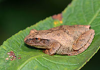 Spring Peeper - Pseudacris crucifer Habitat: Sitting on a low leaf; Garden<br />
https://www.jungledragon.com/image/122002/spring_peeper_-_pseudacris_crucifer.html Geotagged,Pseudacris crucifer,Spring peeper,Summer,United States