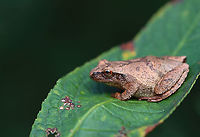 Spring Peeper - Pseudacris crucifer Habitat: Sitting on a low leaf; Garden<br />
https://www.jungledragon.com/image/122001/spring_peeper_-_pseudacris_crucifer.html Geotagged,Pseudacris,Pseudacris crucifer,Spring peeper,Summer,United States,chorus frog,frog,peeper