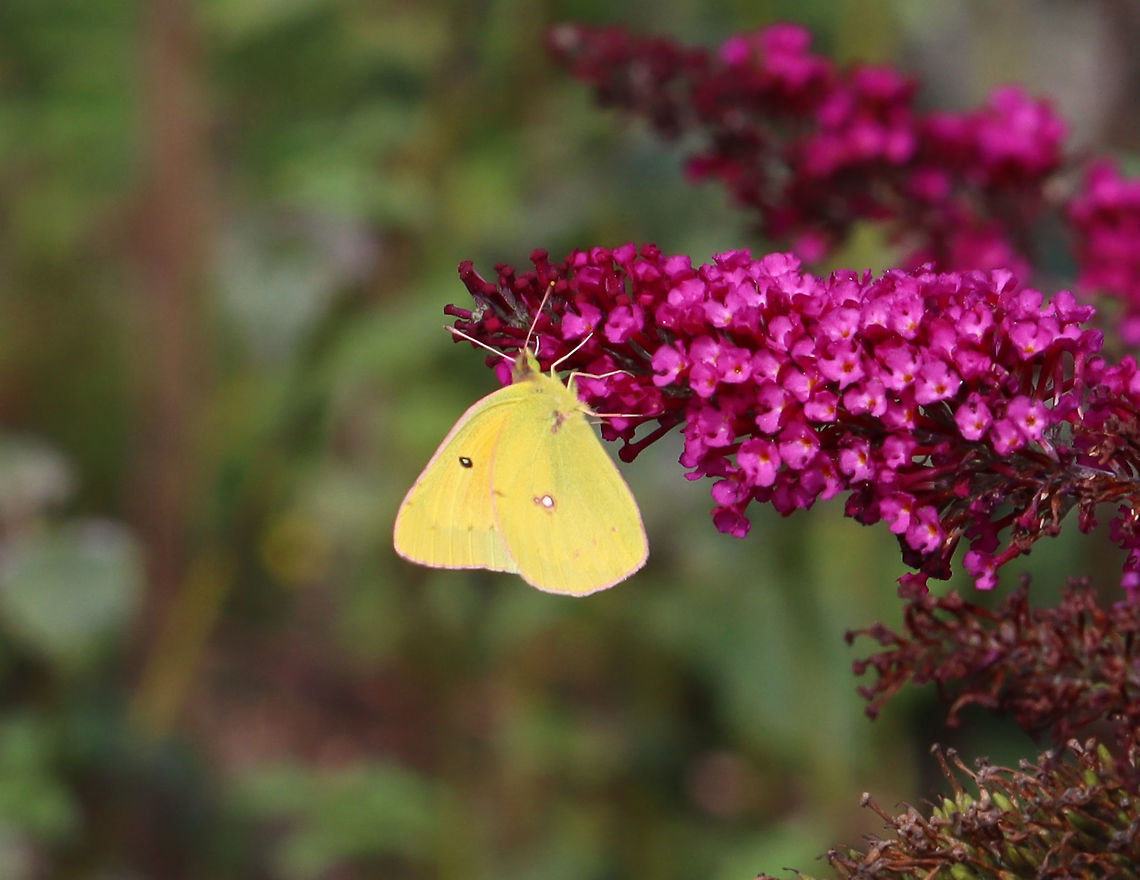Orange Sulfur - Colias eurytheme This was my first time photographing this species. I&#039;ve seen it several times this month -- often on the fields at my kids&#039; baseball games. <br />
<br />
Habitat: Garden Alfalfa Butterfly,Coliadinae,Colias,Colias eurytheme,Geotagged,Lepidoptera,Orange Sulphur,Pieridae,Sulphur,Summer,United States,butterfly
