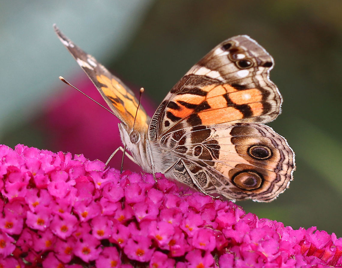 American Painted Lady - Vanessa virginiensis Habitat: Garden<br />
<figure class="photo"><a href="https://www.jungledragon.com/image/122017/american_painted_lady_-_vanessa_virginiensis.html" title="American Painted Lady - Vanessa virginiensis"><img src="https://s3.amazonaws.com/media.jungledragon.com/images/3232/122017_thumb.jpg?AWSAccessKeyId=05GMT0V3GWVNE7GGM1R2&Expires=1770854410&Signature=lnDXmQIhsixE1QXO1An5dOnKwwk%3D" width="200" height="158" alt="American Painted Lady - Vanessa virginiensis Habitat: Garden<br />
https://www.jungledragon.com/image/122017/american_painted_lady_-_vanessa_virginiensis.html<br />
https://www.jungledragon.com/image/122019/american_painted_lady_-_vanessa_virginiensis.html<br />
https://www.jungledragon.com/image/122018/american_painted_lady_-_vanessa_virginiensis.html American Painted Lady,Geotagged,Summer,United States,Vanessa virginiensis" /></a></figure><br />
<figure class="photo"><a href="https://www.jungledragon.com/image/122019/american_painted_lady_-_vanessa_virginiensis.html" title="American Painted Lady - Vanessa virginiensis"><img src="https://s3.amazonaws.com/media.jungledragon.com/images/3232/122019_thumb.jpg?AWSAccessKeyId=05GMT0V3GWVNE7GGM1R2&Expires=1770854410&Signature=21vGFNcxELFFtGZCOfL%2FYNR60x0%3D" width="200" height="156" alt="American Painted Lady - Vanessa virginiensis Habitat: Garden<br />
https://www.jungledragon.com/image/122017/american_painted_lady_-_vanessa_virginiensis.html<br />
https://www.jungledragon.com/image/122019/american_painted_lady_-_vanessa_virginiensis.html<br />
https://www.jungledragon.com/image/122018/american_painted_lady_-_vanessa_virginiensis.html American Painted Lady,Geotagged,Summer,United States,Vanessa virginiensis" /></a></figure><br />
<figure class="photo"><a href="https://www.jungledragon.com/image/122018/american_painted_lady_-_vanessa_virginiensis.html" title="American Painted Lady - Vanessa virginiensis"><img src="https://s3.amazonaws.com/media.jungledragon.com/images/3232/122018_thumb.jpg?AWSAccessKeyId=05GMT0V3GWVNE7GGM1R2&Expires=1770854410&Signature=GOBjLV%2F1yjKWVcNDkvQSc16x9%2BU%3D" width="200" height="158" alt="American Painted Lady - Vanessa virginiensis Habitat: Garden<br />
https://www.jungledragon.com/image/122017/american_painted_lady_-_vanessa_virginiensis.html<br />
https://www.jungledragon.com/image/122019/american_painted_lady_-_vanessa_virginiensis.html<br />
https://www.jungledragon.com/image/122018/american_painted_lady_-_vanessa_virginiensis.html American Lady,American Painted Lady,Geotagged,Nymphalidae,Summer,United States,Vanessa,Vanessa virginiensis,butterfly,painted lady" /></a></figure> American Painted Lady,Geotagged,Summer,United States,Vanessa virginiensis