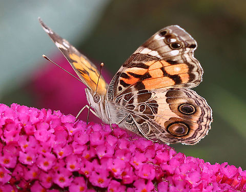 American Painted Lady - Vanessa virginiensis Habitat: Garden
https://www.jungledragon.com/image/122017/american_painted_lady_-_vanessa_virginiensis.html
https://www.jungledragon.com/image/122019/american_painted_lady_-_vanessa_virginiensis.html
https://www.jungledragon.com/image/122018/american_painted_lady_-_vanessa_virginiensis.html American Painted Lady,Geotagged,Summer,United States,Vanessa virginiensis