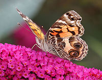 American Painted Lady - Vanessa virginiensis Habitat: Garden<br />
https://www.jungledragon.com/image/122017/american_painted_lady_-_vanessa_virginiensis.html<br />
https://www.jungledragon.com/image/122019/american_painted_lady_-_vanessa_virginiensis.html<br />
https://www.jungledragon.com/image/122018/american_painted_lady_-_vanessa_virginiensis.html American Painted Lady,Geotagged,Summer,United States,Vanessa virginiensis