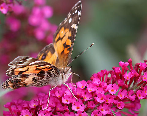 American Painted Lady - Vanessa virginiensis Habitat: Garden
https://www.jungledragon.com/image/122017/american_painted_lady_-_vanessa_virginiensis.html
https://www.jungledragon.com/image/122019/american_painted_lady_-_vanessa_virginiensis.html
https://www.jungledragon.com/image/122018/american_painted_lady_-_vanessa_virginiensis.html American Lady,American Painted Lady,Geotagged,Nymphalidae,Summer,United States,Vanessa,Vanessa virginiensis,butterfly,painted lady