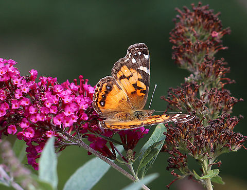 American Painted Lady - Vanessa virginiensis Habitat: Garden
https://www.jungledragon.com/image/122017/american_painted_lady_-_vanessa_virginiensis.html
https://www.jungledragon.com/image/122019/american_painted_lady_-_vanessa_virginiensis.html
https://www.jungledragon.com/image/122018/american_painted_lady_-_vanessa_virginiensis.html American Painted Lady,Geotagged,Summer,United States,Vanessa virginiensis