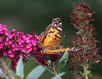 American Painted Lady - Vanessa virginiensis Habitat: Garden<br />
https://www.jungledragon.com/image/122017/american_painted_lady_-_vanessa_virginiensis.html<br />
https://www.jungledragon.com/image/122019/american_painted_lady_-_vanessa_virginiensis.html<br />
https://www.jungledragon.com/image/122018/american_painted_lady_-_vanessa_virginiensis.html American Painted Lady,Geotagged,Summer,United States,Vanessa virginiensis