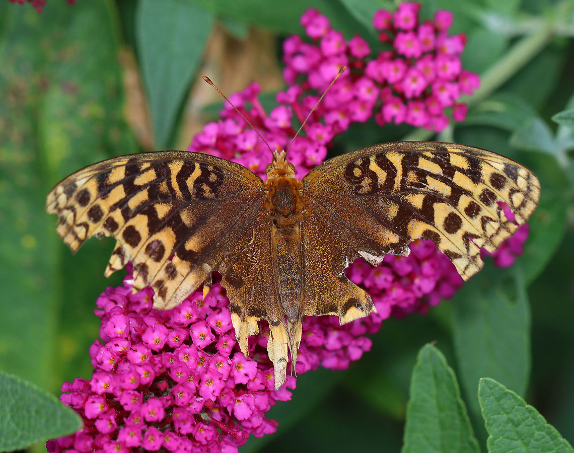Great Spangled Fritillary - Speyeria cybele Try not to feel too sorry for this tattered beauty. Its torn, scarred wings are a sign that it has lived a full life and has beat the odds. As I watched it, I pitied it at first, until I noticed how vigorous it still was. It flew with ease, fluttering around the butterfly bush and boldly nectaring beside bees and other butterflies. It wasn&#039;t feeling sorry for itself at all &lt;3.<br />
<br />
Habitat: Garden Fritillary,Geotagged,Great Spangled Fritillary,Nymphalidae,Speyeria,Speyeria cybele,Summer,United States,butterfly