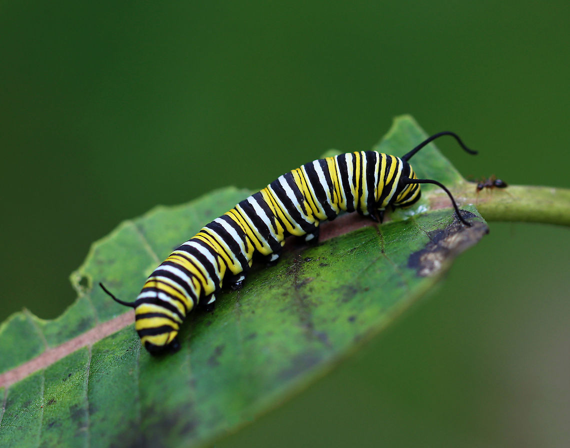 Monarch Caterpillar - Danaus plexippus This is probably the last monarch caterpillar that I'll find this autumn. At this point in the season, it may not make it to adulthood. <br />
<br />
Habitat: Milkweed in a garden; I saw at least 5 adults in this garden. A few were large and were likely migrating (or about to). Danaus,Danaus plexippus,Geotagged,Monarch butterfly,Summer,United States,caterpillar,larva,monarch