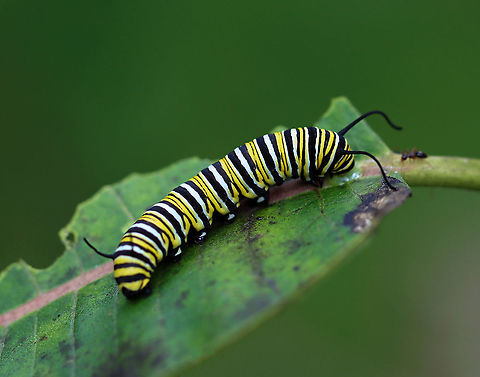 Monarch Caterpillar - Danaus plexippus This is probably the last monarch caterpillar that I'll find this autumn. At this point in the season, it may not make it to adulthood. 

Habitat: Milkweed in a garden; I saw at least 5 adults in this garden. A few were large and were likely migrating (or about to). Danaus,Danaus plexippus,Geotagged,Monarch butterfly,Summer,United States,caterpillar,larva,monarch
