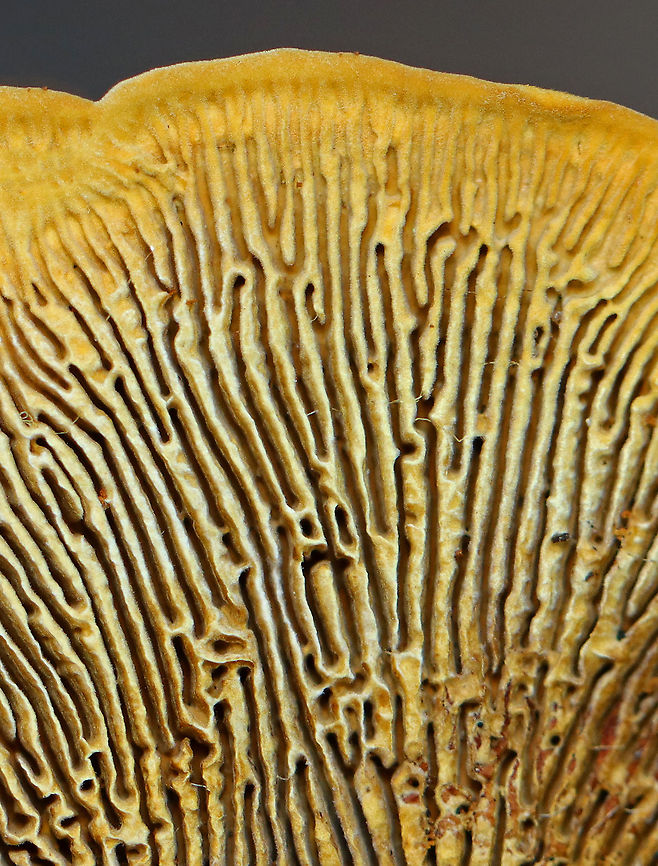 Conifer Mazegill - Gloeophyllum sepiarium Habitat: Growing on a fallen, rotting conifer in a coastal, mostly coniferous forest<br />
<figure class="photo"><a href="https://www.jungledragon.com/image/122046/conifer_mazegill_-_gloeophyllum_sepiarium.html" title="Conifer Mazegill - Gloeophyllum sepiarium"><img src="https://s3.amazonaws.com/media.jungledragon.com/images/3232/122046_thumb.jpg?AWSAccessKeyId=05GMT0V3GWVNE7GGM1R2&Expires=1759968010&Signature=RFq7KzJM0s60AP4FagjoDXMxLVQ%3D" width="200" height="158" alt="Conifer Mazegill - Gloeophyllum sepiarium Habitat: Growing on a fallen, rotting conifer in a coastal, mostly coniferous forest.<br />
https://www.jungledragon.com/image/122045/conifer_mazegill_-_gloeophyllum_sepiarium.html Geotagged,Gloeophyllum,Gloeophyllum sepiarium,Rusty-Gilled Polypore,Summer,United States,conifer mazegill,fungus,polypore" /></a></figure> Geotagged,Gloeophyllum sepiarium,Summer,United States