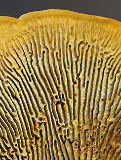 Conifer Mazegill - Gloeophyllum sepiarium Habitat: Growing on a fallen, rotting conifer in a coastal, mostly coniferous forest
https://www.jungledragon.com/image/122046/conifer_mazegill_-_gloeophyllum_sepiarium.html Geotagged,Gloeophyllum sepiarium,Summer,United States