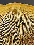 Conifer Mazegill - Gloeophyllum sepiarium Habitat: Growing on a fallen, rotting conifer in a coastal, mostly coniferous forest<br />
https://www.jungledragon.com/image/122046/conifer_mazegill_-_gloeophyllum_sepiarium.html Geotagged,Gloeophyllum sepiarium,Summer,United States
