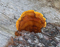 Conifer Mazegill - Gloeophyllum sepiarium Habitat: Growing on a fallen, rotting conifer in a coastal, mostly coniferous forest.<br />
https://www.jungledragon.com/image/122045/conifer_mazegill_-_gloeophyllum_sepiarium.html Geotagged,Gloeophyllum,Gloeophyllum sepiarium,Rusty-Gilled Polypore,Summer,United States,conifer mazegill,fungus,polypore