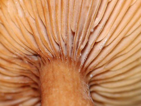 Mushrooms - Lactarius sp. *Maybe Lactarius helvus

Scant latex that started out clear-ish.

Habitat: Growing along tree roots in small clusters in a coastal, mostly coniferous forest.
https://www.jungledragon.com/image/122047/mushrooms_-_lactarius_sp.html
https://www.jungledragon.com/image/122049/mushrooms_-_lactarius_sp.html
https://www.jungledragon.com/image/122048/mushrooms_-_lactarius_sp.html Geotagged,Lactarius,Summer,United States,fungus,mushroom