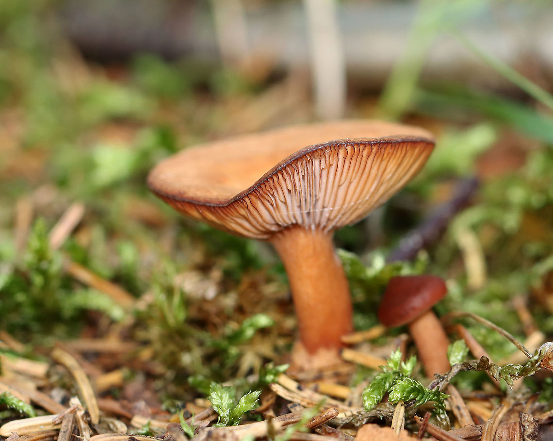 Mushrooms - Lactarius sp. *Maybe Lactarius helvus<br />
<br />
Scant latex that started out clear-ish.<br />
<br />
Habitat: Growing along tree roots in small clusters in a coastal, mostly coniferous forest.<br />
<figure class="photo"><a href="https://www.jungledragon.com/image/122047/mushrooms_-_lactarius_sp.html" title="Mushrooms - Lactarius sp."><img src="https://s3.amazonaws.com/media.jungledragon.com/images/3232/122047_thumb.jpg?AWSAccessKeyId=05GMT0V3GWVNE7GGM1R2&Expires=1759968010&Signature=HLZ1qvf%2B5aaSiwIdsIExxgl2yxU%3D" width="200" height="152" alt="Mushrooms - Lactarius sp. *Maybe Lactarius helvus<br />
<br />
Scant latex that started out clear-ish.<br />
<br />
Habitat: Growing along tree roots in small clusters in a coastal, mostly coniferous forest.<br />
https://www.jungledragon.com/image/122047/mushrooms_-_lactarius_sp.html<br />
https://www.jungledragon.com/image/122049/mushrooms_-_lactarius_sp.html<br />
https://www.jungledragon.com/image/122048/mushrooms_-_lactarius_sp.html Geotagged,Lactarius,Summer,United States,fungus,mushroom" /></a></figure><br />
<figure class="photo"><a href="https://www.jungledragon.com/image/122049/mushrooms_-_lactarius_sp.html" title="Mushrooms - Lactarius sp."><img src="https://s3.amazonaws.com/media.jungledragon.com/images/3232/122049_thumb.jpg?AWSAccessKeyId=05GMT0V3GWVNE7GGM1R2&Expires=1759968010&Signature=N8ez9xt%2Bb84x0NwUX6lfcvkcmBY%3D" width="200" height="162" alt="Mushrooms - Lactarius sp. *Maybe Lactarius helvus<br />
<br />
Scant latex that started out clear-ish.<br />
<br />
Habitat: Growing along tree roots in small clusters in a coastal, mostly coniferous forest.<br />
https://www.jungledragon.com/image/122047/mushrooms_-_lactarius_sp.html<br />
https://www.jungledragon.com/image/122049/mushrooms_-_lactarius_sp.html<br />
https://www.jungledragon.com/image/122048/mushrooms_-_lactarius_sp.html Geotagged,Summer,United States" /></a></figure><br />
<figure class="photo"><a href="https://www.jungledragon.com/image/122048/mushrooms_-_lactarius_sp.html" title="Mushrooms - Lactarius sp."><img src="https://s3.amazonaws.com/media.jungledragon.com/images/3232/122048_thumb.jpg?AWSAccessKeyId=05GMT0V3GWVNE7GGM1R2&Expires=1759968010&Signature=pMLuxNXOS05sQ7CPwM3DgnlmBtg%3D" width="200" height="160" alt="Mushrooms - Lactarius sp. *Maybe Lactarius helvus<br />
<br />
Scant latex that started out clear-ish.<br />
<br />
Habitat: Growing along tree roots in small clusters in a coastal, mostly coniferous forest.<br />
https://www.jungledragon.com/image/122047/mushrooms_-_lactarius_sp.html<br />
https://www.jungledragon.com/image/122049/mushrooms_-_lactarius_sp.html<br />
https://www.jungledragon.com/image/122048/mushrooms_-_lactarius_sp.html Geotagged,Summer,United States" /></a></figure> Geotagged,Summer,United States