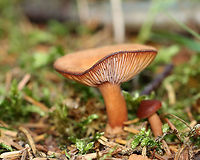 Mushrooms - Lactarius sp. *Maybe Lactarius helvus<br />
<br />
Scant latex that started out clear-ish.<br />
<br />
Habitat: Growing along tree roots in small clusters in a coastal, mostly coniferous forest.<br />
https://www.jungledragon.com/image/122047/mushrooms_-_lactarius_sp.html<br />
https://www.jungledragon.com/image/122049/mushrooms_-_lactarius_sp.html<br />
https://www.jungledragon.com/image/122048/mushrooms_-_lactarius_sp.html Geotagged,Summer,United States