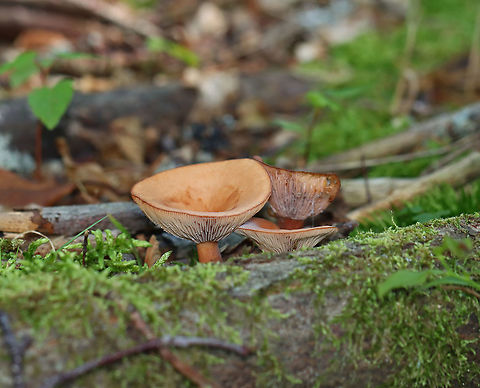 Mushrooms - Lactarius sp. *Maybe Lactarius helvus

Scant latex that started out clear-ish.

Habitat: Growing along tree roots in small clusters in a coastal, mostly coniferous forest.
https://www.jungledragon.com/image/122047/mushrooms_-_lactarius_sp.html
https://www.jungledragon.com/image/122049/mushrooms_-_lactarius_sp.html
https://www.jungledragon.com/image/122048/mushrooms_-_lactarius_sp.html Geotagged,Summer,United States