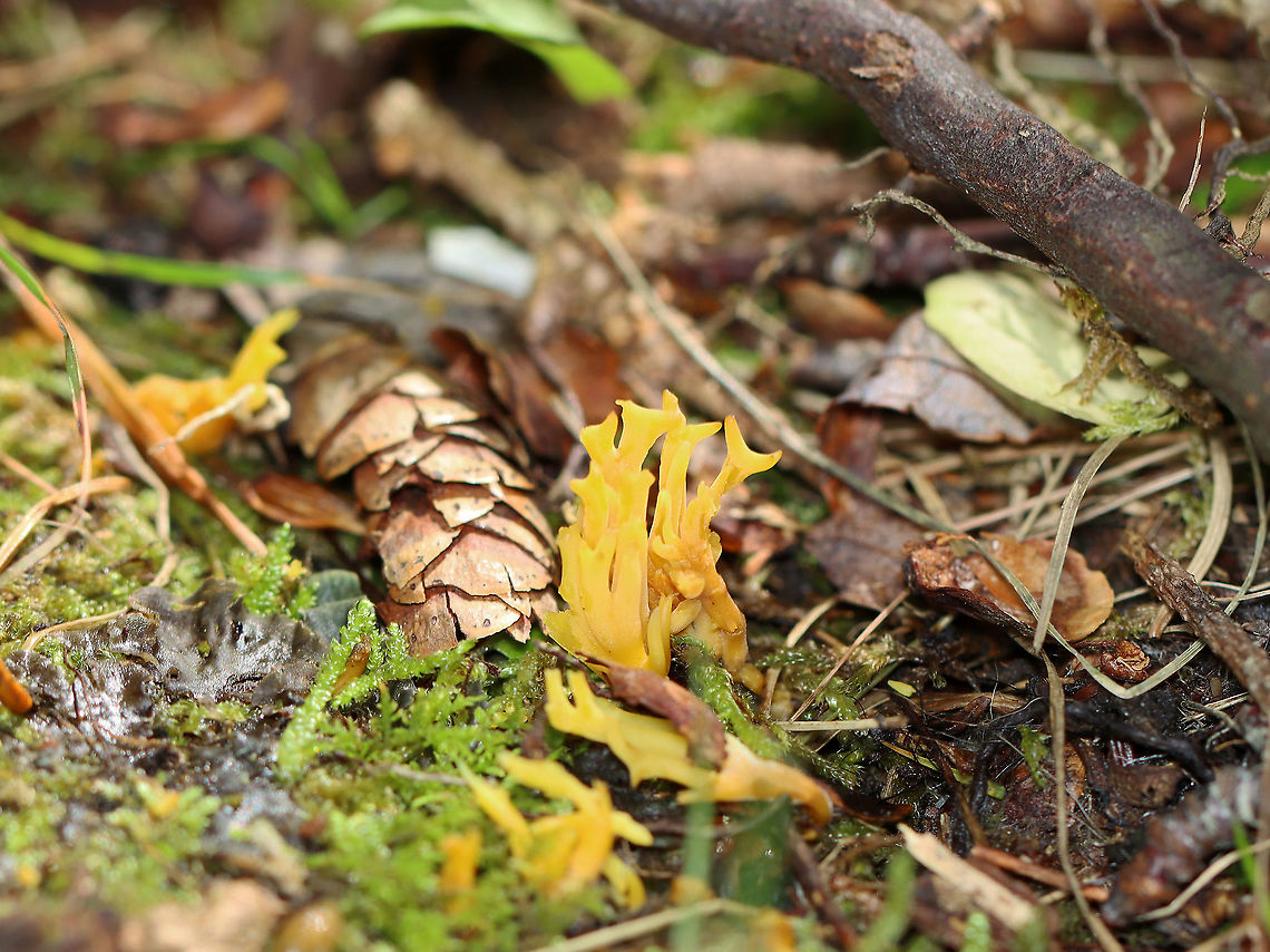 Orange Coral - Ramariopsis crocea *Tentative ID<br />
<br />
Habitat: Coastal, mostly coniferous forest Clavariaceae,Geotagged,Orange Coral,Ramariopsis,Ramariopsis crocea,Summer,United States,coral fungus,fungus