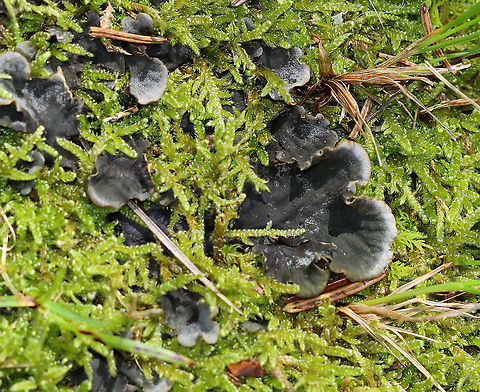 Scaly Pelt Lichen - Peltigera praetextata Habitat: Growing in moss; coastal, mostly coniferous forest Geotagged,Peltigera,Peltigera praetextata,Summer,United States,lichen,pelt lichen,scaly pelt lichen