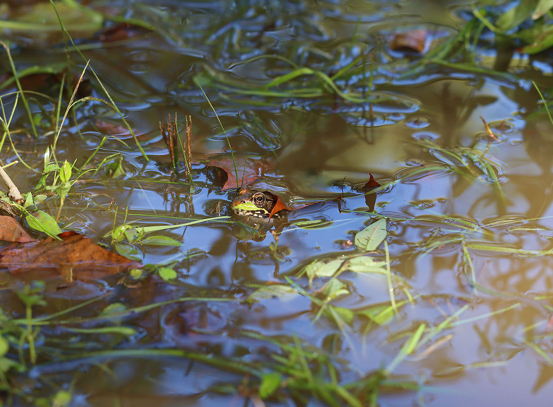 Green Frog - Lithobates clamitans Habitat: In the middle of a flooded trail Fall,Geotagged,Green frog,Lithobates,Lithobates clamitans,United States,frog