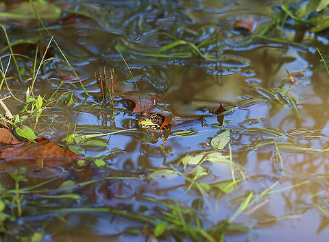 Green Frog - Lithobates clamitans Habitat: In the middle of a flooded trail Fall,Geotagged,Green frog,Lithobates,Lithobates clamitans,United States,frog
