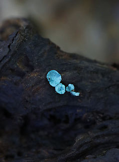 Green Elfcup - Chlorociboria aeruginascens Greenish-blue cup fungi with off-centered stems.

This species contains a quinone pigment called xylindein, which is the reason for the characteristic bluish-green stain that occurs on wood that's infected by this species.

Habitat: Rotting wood; mixed forest Chlorociboria,Chlorociboria aeruginascens,Fall,Geotagged,Green elfcup,United States,elfcup,fungus