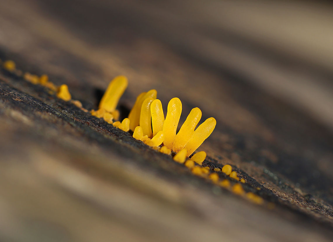 Club-like Tuning Fork - Calocera cornea Habitat: Growing on a fallen, decorticated sycamore (Platanus occidentalis) Calocera,Calocera cornea,Club-like Tuning Fork,Fall,Geotagged,United States,finger fungi,fungus,jelly fungi