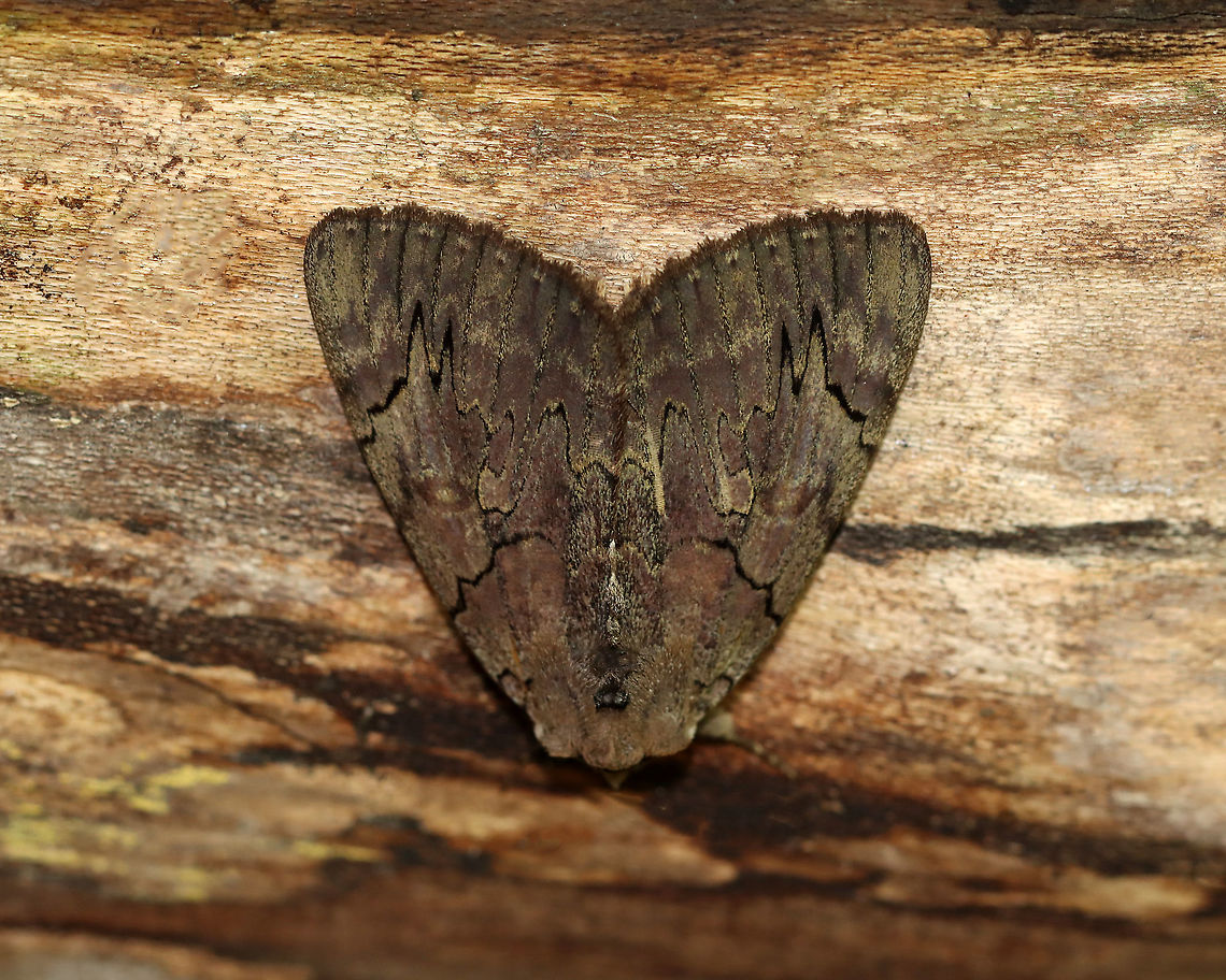 Darling Underwing - Catocala cara WS: 80 mm. Violet brown FW sprinkled with greenish scales along jagged, black lines. HW is bright pink with black bands. Hosts: Poplar and willow.<br />
<br />
Habitat: Resting on a fallen tree next to a river Catocala,Catocala cara,Darling underwing,Fall,Geotagged,United States,moth,underwing