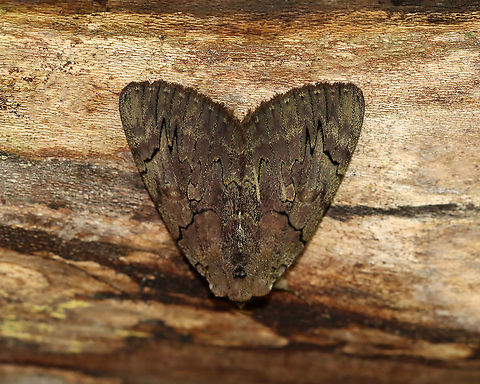 Darling Underwing - Catocala cara WS: 80 mm. Violet brown FW sprinkled with greenish scales along jagged, black lines. HW is bright pink with black bands. Hosts: Poplar and willow.

Habitat: Resting on a fallen tree next to a river Catocala,Catocala cara,Darling underwing,Fall,Geotagged,United States,moth,underwing