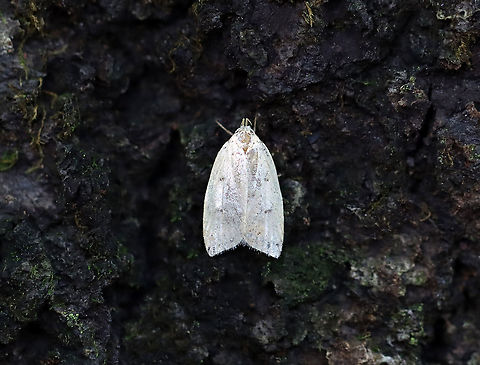 Gold-striped leaftier moth - Machimia tentoriferella Habitat: Resting on a tree trunk; deciduous forest Fall,Geotagged,Gold-striped leaftier moth,Machimia,Machimia tentoriferella,United States,moth