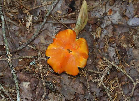 Hygrocybe conica These were growing alone and in small clusters. A couple of them had black goo on the caps.

Habitat: Mixed forest
https://www.jungledragon.com/image/122129/mushroom_-_hygrocybe_sp.html
https://www.jungledragon.com/image/122135/mushroom_-_hygrocybe_sp.html
https://www.jungledragon.com/image/122134/mushroom_-_hygrocybe_sp.html
https://www.jungledragon.com/image/122132/mushroom_-_hygrocybe_sp.html Geotagged,Hygrocybe,Hygrocybe conica,Summer,United States,Witch's hat,fungus,mushroom