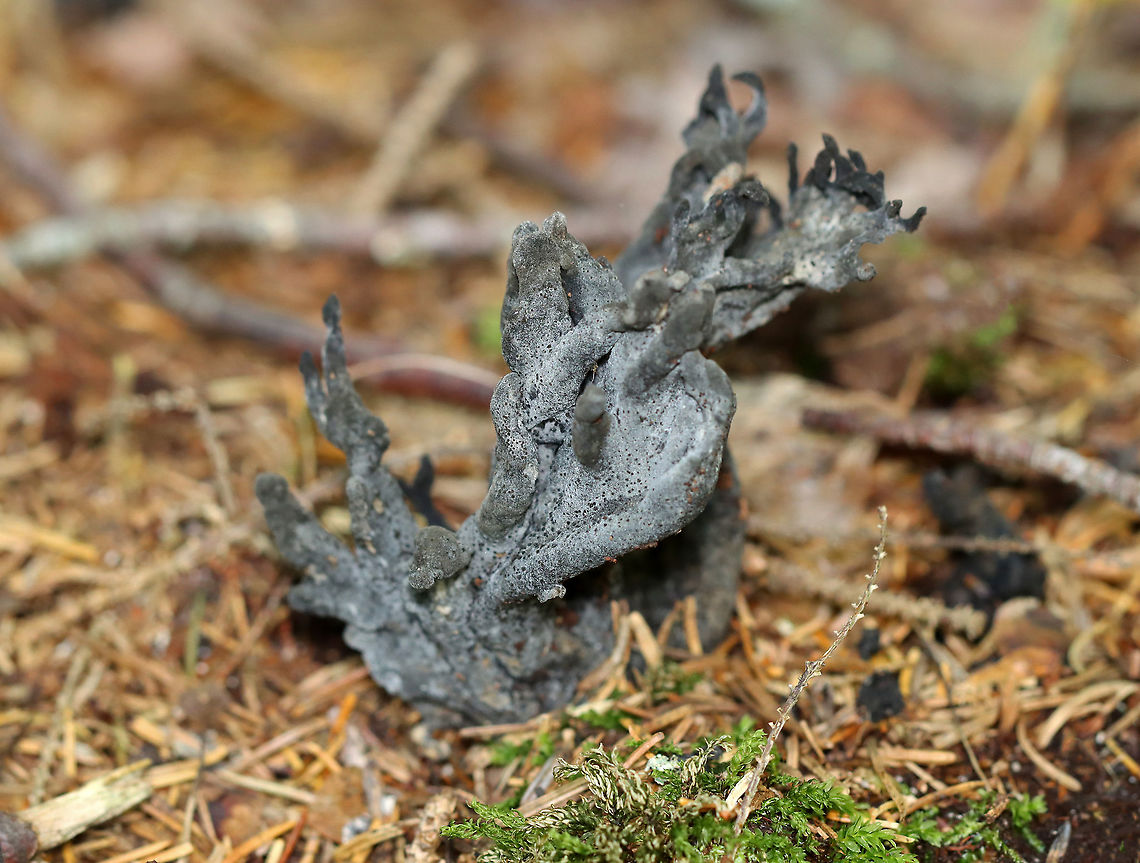 Helminthosphaeria clavariarum on Clavulina cinerea This coral fungus has been parasitized by Helminthosphaeria clavariarum, which is why the base of the fruiting body is blackish gray with black spots.<br />
<br />
Habitat: Coniferous forest<br />
<figure class="photo"><a href="https://www.jungledragon.com/image/122131/helminthosphaeria_clavariarum_on_clavulina_cinerea.html" title="Helminthosphaeria clavariarum on Clavulina cinerea"><img src="https://s3.amazonaws.com/media.jungledragon.com/images/3232/122131_thumb.jpg?AWSAccessKeyId=05GMT0V3GWVNE7GGM1R2&Expires=1767225610&Signature=020APOqX%2BvbTUURNcssJubeIDNE%3D" width="200" height="162" alt="Helminthosphaeria clavariarum on Clavulina cinerea This coral fungus has been parasitized by Helminthosphaeria clavariarum, which is why the base of the fruiting body is blackish gray with black spots.<br />
<br />
Habitat: Coniferous forest<br />
https://www.jungledragon.com/image/122130/helminthosphaeria_clavariarum_on_clavulina_cinerea.html Geotagged,Helminthosphaeria clavariarum,Summer,United States" /></a></figure> Clavulina cinerea,Geotagged,Helminthosphaeria,Helminthosphaeria clavariarum,Summer,United States,coral fungus,fungus,parasitic fungus
