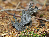 Helminthosphaeria clavariarum on Clavulina cinerea This coral fungus has been parasitized by Helminthosphaeria clavariarum, which is why the base of the fruiting body is blackish gray with black spots.<br />
<br />
Habitat: Coniferous forest<br />
https://www.jungledragon.com/image/122131/helminthosphaeria_clavariarum_on_clavulina_cinerea.html Clavulina cinerea,Geotagged,Helminthosphaeria,Helminthosphaeria clavariarum,Summer,United States,coral fungus,fungus,parasitic fungus