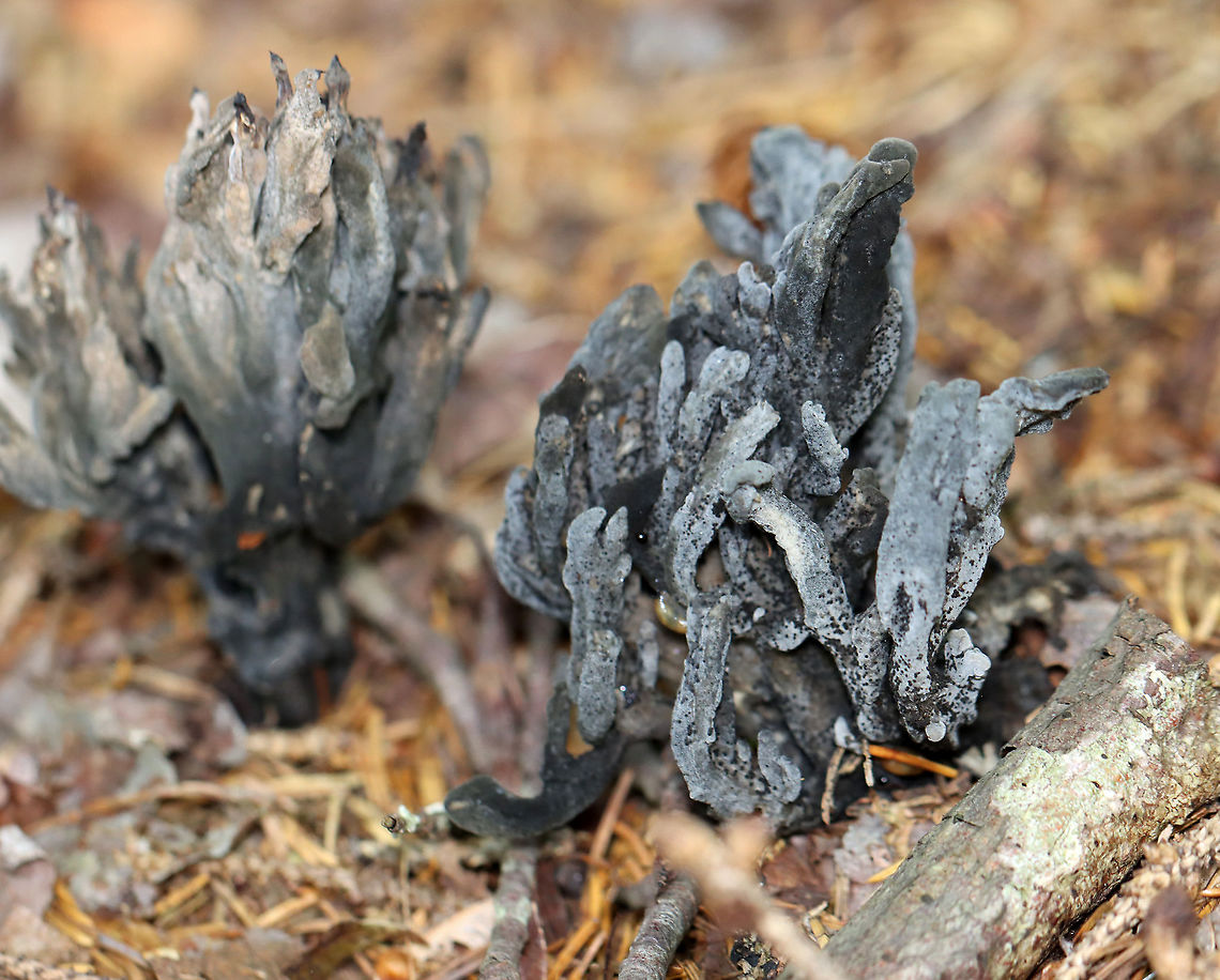 Helminthosphaeria clavariarum on Clavulina cinerea This coral fungus has been parasitized by Helminthosphaeria clavariarum, which is why the base of the fruiting body is blackish gray with black spots.<br />
<br />
Habitat: Coniferous forest<br />
<figure class="photo"><a href="https://www.jungledragon.com/image/122130/helminthosphaeria_clavariarum_on_clavulina_cinerea.html" title="Helminthosphaeria clavariarum on Clavulina cinerea"><img src="https://s3.amazonaws.com/media.jungledragon.com/images/3232/122130_thumb.jpg?AWSAccessKeyId=05GMT0V3GWVNE7GGM1R2&Expires=1770854410&Signature=%2FONkDSN0Y7NXgXMutUsdM%2BBIiTc%3D" width="200" height="152" alt="Helminthosphaeria clavariarum on Clavulina cinerea This coral fungus has been parasitized by Helminthosphaeria clavariarum, which is why the base of the fruiting body is blackish gray with black spots.<br />
<br />
Habitat: Coniferous forest<br />
https://www.jungledragon.com/image/122131/helminthosphaeria_clavariarum_on_clavulina_cinerea.html Clavulina cinerea,Geotagged,Helminthosphaeria,Helminthosphaeria clavariarum,Summer,United States,coral fungus,fungus,parasitic fungus" /></a></figure> Geotagged,Helminthosphaeria clavariarum,Summer,United States