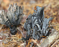 Helminthosphaeria clavariarum on Clavulina cinerea This coral fungus has been parasitized by Helminthosphaeria clavariarum, which is why the base of the fruiting body is blackish gray with black spots.<br />
<br />
Habitat: Coniferous forest<br />
https://www.jungledragon.com/image/122130/helminthosphaeria_clavariarum_on_clavulina_cinerea.html Geotagged,Helminthosphaeria clavariarum,Summer,United States