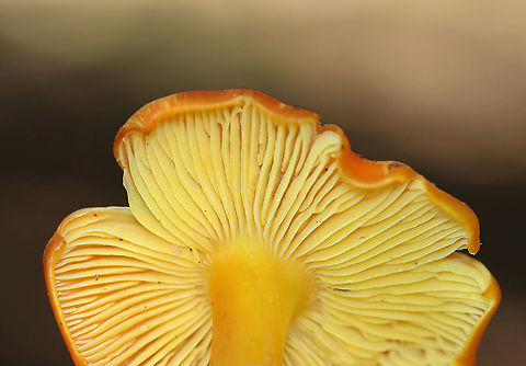 Hygrocybe conica These were growing alone and in small clusters. A couple of them had black goo on the caps.

Habitat: Mixed forest
https://www.jungledragon.com/image/122129/mushroom_-_hygrocybe_sp.html
https://www.jungledragon.com/image/122135/mushroom_-_hygrocybe_sp.html
https://www.jungledragon.com/image/122134/mushroom_-_hygrocybe_sp.html
https://www.jungledragon.com/image/122132/mushroom_-_hygrocybe_sp.html Geotagged,Hygrocybe conica,Summer,United States,Witch's hat,fungus,hygrocybe,mushroom
