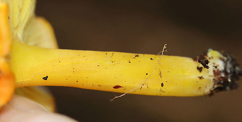 Hygrocybe conica These were growing alone and in small clusters. A couple of them had black goo on the caps.

Habitat: Mixed forest
https://www.jungledragon.com/image/122129/mushroom_-_hygrocybe_sp.html
https://www.jungledragon.com/image/122135/mushroom_-_hygrocybe_sp.html
https://www.jungledragon.com/image/122134/mushroom_-_hygrocybe_sp.html
https://www.jungledragon.com/image/122132/mushroom_-_hygrocybe_sp.html Geotagged,Hygrocybe conica,Summer,United States,Witch's hat