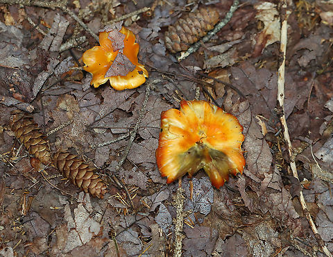 Hygrocybe conica These were growing alone and in small clusters. A couple of them had black goo on the caps.

Habitat: Mixed forest
https://www.jungledragon.com/image/122129/mushroom_-_hygrocybe_sp.html
https://www.jungledragon.com/image/122135/mushroom_-_hygrocybe_sp.html
https://www.jungledragon.com/image/122134/mushroom_-_hygrocybe_sp.html
https://www.jungledragon.com/image/122132/mushroom_-_hygrocybe_sp.html Geotagged,Hygrocybe conica,Summer,United States,Witch's hat