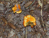 Hygrocybe conica These were growing alone and in small clusters. A couple of them had black goo on the caps.<br />
<br />
Habitat: Mixed forest<br />
https://www.jungledragon.com/image/122129/mushroom_-_hygrocybe_sp.html<br />
https://www.jungledragon.com/image/122135/mushroom_-_hygrocybe_sp.html<br />
https://www.jungledragon.com/image/122134/mushroom_-_hygrocybe_sp.html<br />
https://www.jungledragon.com/image/122132/mushroom_-_hygrocybe_sp.html Geotagged,Hygrocybe conica,Summer,United States,Witch's hat
