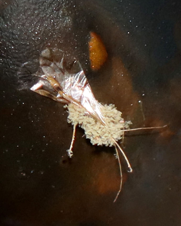 Close-up of Unknown Fungus-covered Insect Stuck to Monarch Chrysalis (Danaus plexippus) This chrysalis was diseased/not viable. It had a tiny, fungus-covered insect that was stuck to it (I'm not sure if the insect was a parasitoid or not). The chrysalis was (collected as a catepillar) kept in an outdoor, mesh enclosure with milkweed.<br />
<br />
I poked the chrysalis with my finger and it popped off the string and leaked goo everywhere. I didn't see anything unusual inside (no parasitoids that I could see). Also, there weren't any exit holes that I noticed. Perhaps it had a bacterial infection? We have had tons of rain, which could have caused an increase in bacterial or fungal infections.<br />
<figure class="photo"><a href="https://www.jungledragon.com/image/122230/diseased_monarch_chrysalis_with_unknown_fungus-covered_insect_-_danaus_plexippus.html" title="Diseased Monarch Chrysalis (with unknown, fungus-covered insect) - Danaus plexippus"><img src="https://s3.amazonaws.com/media.jungledragon.com/images/3232/122230_thumb.jpg?AWSAccessKeyId=05GMT0V3GWVNE7GGM1R2&Expires=1759968010&Signature=FRgZTlLku6ZfZYbMkgkV4a4uJ8g%3D" width="122" height="152" alt="Diseased Monarch Chrysalis (with unknown, fungus-covered insect) - Danaus plexippus This chrysalis was diseased/not viable. It had a tiny, fungus-covered insect that was stuck to it (I'm not sure if the insect was a parasitoid or not). The chrysalis was (collected as a catepillar) kept in an outdoor, mesh enclosure with milkweed. <br />
<br />
I poked the chrysalis with my finger and it popped off the string and leaked goo everywhere. I didn't see anything unusual inside (no parasitoids that I could see). Also, there weren't any exit holes that I noticed. Perhaps it had a bacterial infection? We have had tons of rain, which could have caused an increase in bacterial or fungal infections. <br />
https://www.jungledragon.com/image/122229/close-up_of_unknown_fungus-covered_insect_stuck_to_monarch_chrysalis_danaus_plexippus.html Danaus,Danaus plexippus,Fall,Geotagged,Monarch butterfly,United States,chrysalis,diseased chrysalis,monarch chrysalis,pupa" /></a></figure> Fall,Geotagged,Monarch,United States,chrysalis,fungus,insect,pupa