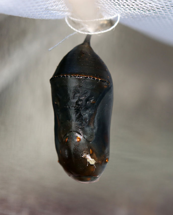 Diseased Monarch Chrysalis (with unknown, fungus-covered insect) - Danaus plexippus This chrysalis was diseased/not viable. It had a tiny, fungus-covered insect that was stuck to it (I&#039;m not sure if the insect was a parasitoid or not). The chrysalis was (collected as a catepillar) kept in an outdoor, mesh enclosure with milkweed. <br />
<br />
I poked the chrysalis with my finger and it popped off the string and leaked goo everywhere. I didn&#039;t see anything unusual inside (no parasitoids that I could see). Also, there weren&#039;t any exit holes that I noticed. Perhaps it had a bacterial infection? We have had tons of rain, which could have caused an increase in bacterial or fungal infections. <br />
<figure class="photo"><a href="https://www.jungledragon.com/image/122229/close-up_of_unknown_fungus-covered_insect_stuck_to_monarch_chrysalis_danaus_plexippus.html" title="Close-up of Unknown Fungus-covered Insect Stuck to Monarch Chrysalis (Danaus plexippus)"><img src="https://s3.amazonaws.com/media.jungledragon.com/images/3232/122229_thumb.jpg?AWSAccessKeyId=05GMT0V3GWVNE7GGM1R2&Expires=1759968010&Signature=jc%2FCJgg1X5rLJIv7Dt0%2B0tQEgk0%3D" width="122" height="152" alt="Close-up of Unknown Fungus-covered Insect Stuck to Monarch Chrysalis (Danaus plexippus) This chrysalis was diseased/not viable. It had a tiny, fungus-covered insect that was stuck to it (I&#039;m not sure if the insect was a parasitoid or not). The chrysalis was (collected as a catepillar) kept in an outdoor, mesh enclosure with milkweed.<br />
<br />
I poked the chrysalis with my finger and it popped off the string and leaked goo everywhere. I didn&#039;t see anything unusual inside (no parasitoids that I could see). Also, there weren&#039;t any exit holes that I noticed. Perhaps it had a bacterial infection? We have had tons of rain, which could have caused an increase in bacterial or fungal infections.<br />
https://www.jungledragon.com/image/122230/diseased_monarch_chrysalis_with_unknown_fungus-covered_insect_-_danaus_plexippus.html Fall,Geotagged,Monarch,United States,chrysalis,fungus,insect,pupa" /></a></figure> Danaus,Danaus plexippus,Fall,Geotagged,Monarch butterfly,United States,chrysalis,diseased chrysalis,monarch chrysalis,pupa
