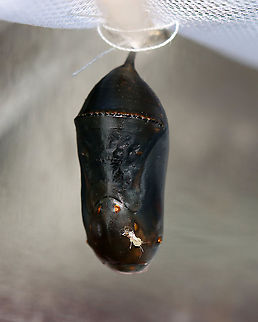 Diseased Monarch Chrysalis (with unknown, fungus-covered insect) - Danaus plexippus This chrysalis was diseased/not viable. It had a tiny, fungus-covered insect that was stuck to it (I'm not sure if the insect was a parasitoid or not). The chrysalis was (collected as a catepillar) kept in an outdoor, mesh enclosure with milkweed. 

I poked the chrysalis with my finger and it popped off the string and leaked goo everywhere. I didn't see anything unusual inside (no parasitoids that I could see). Also, there weren't any exit holes that I noticed. Perhaps it had a bacterial infection? We have had tons of rain, which could have caused an increase in bacterial or fungal infections. 
https://www.jungledragon.com/image/122229/close-up_of_unknown_fungus-covered_insect_stuck_to_monarch_chrysalis_danaus_plexippus.html Danaus,Danaus plexippus,Fall,Geotagged,Monarch butterfly,United States,chrysalis,diseased chrysalis,monarch chrysalis,pupa