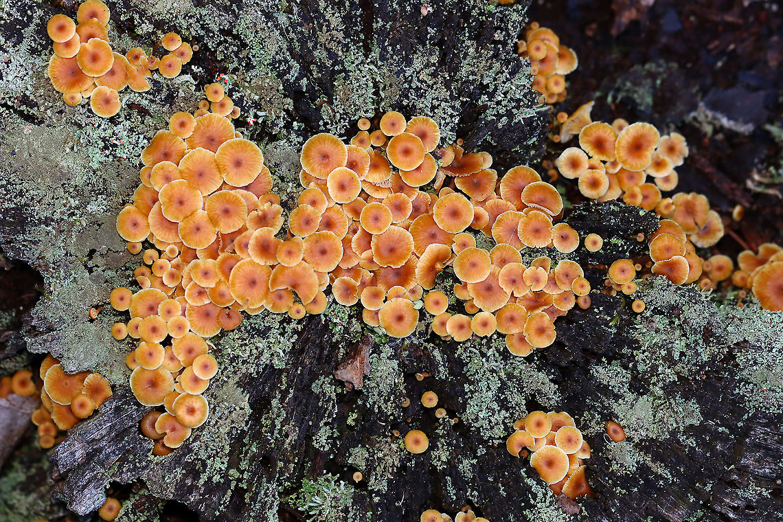 Golden Trumpets - Xeromphalina campanella Habitat: Growing in abundance on a lichen-covered stump; rural backyard Fall,Geotagged,Golden trumpet,United States,Xeromphalina,Xeromphalina campanella,fungus,mushrooms
