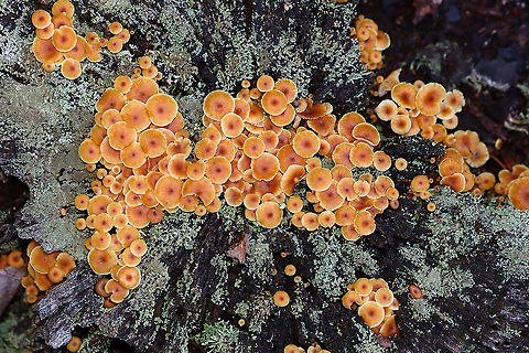 Golden Trumpets - Xeromphalina campanella Habitat: Growing in abundance on a lichen-covered stump; rural backyard Fall,Geotagged,Golden trumpet,United States,Xeromphalina,Xeromphalina campanella,fungus,mushrooms