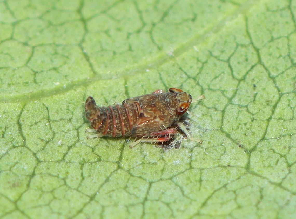 Mosaic Leafhopper Nymph - Orientus ishidae This hopper was resting on top of some flat, black-ish eggs. <br />
<br />
Habitat: On a squash plant; rural backyard Fall,Geotagged,Mosaic leafhopper,Orientus,Orientus ishidae,United States,leafhopper