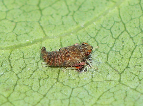 Mosaic Leafhopper Nymph - Orientus ishidae This hopper was resting on top of some flat, black-ish eggs. 

Habitat: On a squash plant; rural backyard Fall,Geotagged,Mosaic leafhopper,Orientus,Orientus ishidae,United States,leafhopper