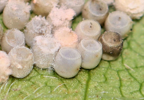 Shield Bug Eggs (Pentatomidae) A combination of hatched/unhatched/parasitized/eggs covered in fungus.

Habitat: Rural yard
https://www.jungledragon.com/image/122233/shield_bug_eggs_pentatomidae.html
https://www.jungledragon.com/image/122235/shield_bug_eggs_pentatomidae.html
https://www.jungledragon.com/image/122234/shield_bug_eggs_pentatomidae.html Fall,Geotagged,United States