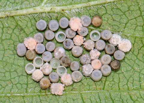 Shield Bug Eggs (Pentatomidae) A combination of hatched/unhatched/parasitized eggs/eggs covered in fungus.

Habitat: Rural yard
https://www.jungledragon.com/image/122233/shield_bug_eggs_pentatomidae.html
https://www.jungledragon.com/image/122235/shield_bug_eggs_pentatomidae.html
https://www.jungledragon.com/image/122234/shield_bug_eggs_pentatomidae.html Fall,Geotagged,United States
